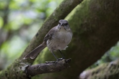 Mimus graysoni