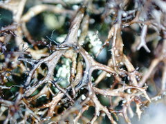 Cetraria muricata