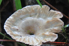Cymatoderma caperatum
