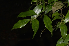 Cryptocarya meisneriana