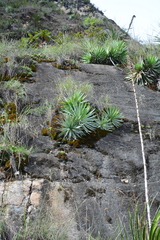 Agave kavandivi