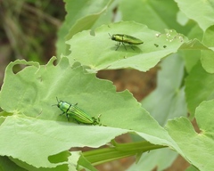 Agaeocera