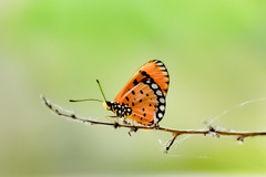 Acraea terpsicore