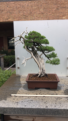 Juniperus chinensis sargentii