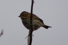 Passerculus sandwichensis nevadensis