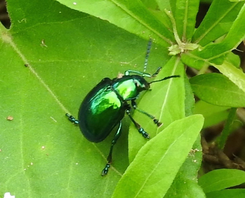 Eumolpus