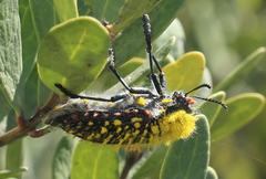 Julodis cirrosa