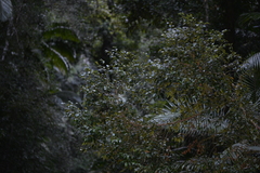 Cryptocarya meisneriana