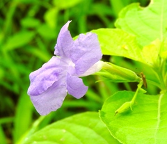 Ruellia intermedia