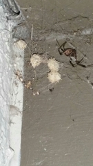 Latrodectus geometricus