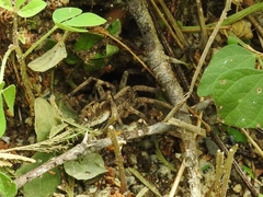 Curicaberis culiacan