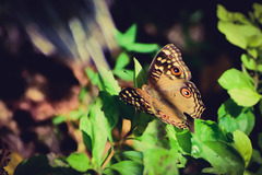 Junonia lemonias