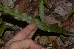 Microsorum scandens