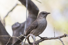 Mimus graysoni