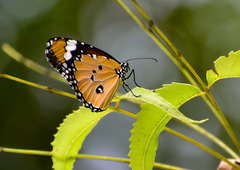 Danaus chrysippus