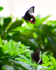 Papilio polytes