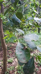 Psidium cattleyanum