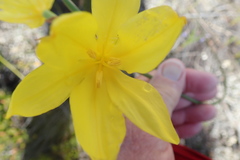 Bobartia longicyma