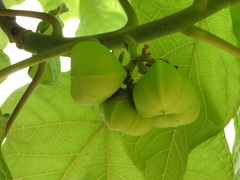 Jatropha peltata