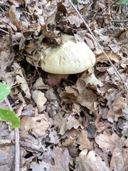 Rubroboletus