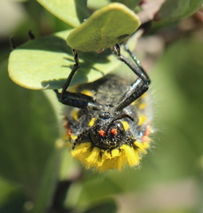 Julodis cirrosa