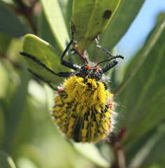 Julodis cirrosa