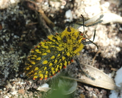 Julodis cirrosa