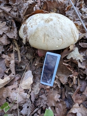 Rubroboletus