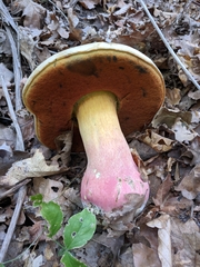 Rubroboletus