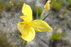 Bobartia longicyma