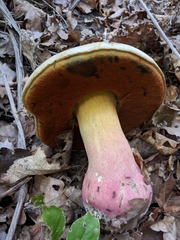 Rubroboletus