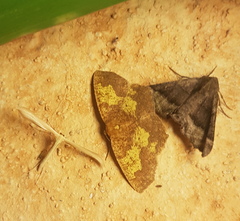 Periclina merana