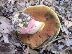 Rubroboletus
