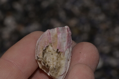 Megabalanus tintinnabulum