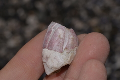 Megabalanus tintinnabulum