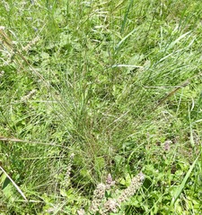 Stipa tirsa