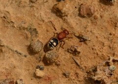 Dasymutilla quadriguttata