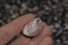 Megabalanus tintinnabulum