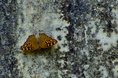 Junonia lemonias