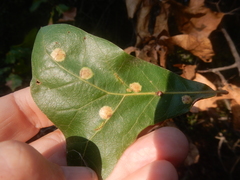Polystepha pustuloides