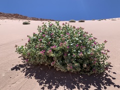 Cistanthe salsoloides