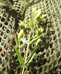 Hypericum elegans