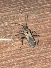 Alydus conspersus