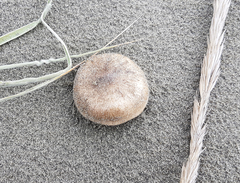 Melanoleuca brevipes