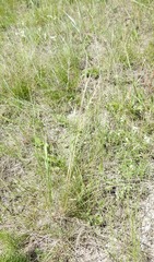 Stipa tirsa
