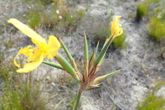 Bobartia longicyma