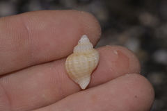 Coralliophila squamosissima