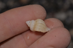 Coralliophila squamosissima