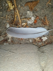 Streptopelia decaocto