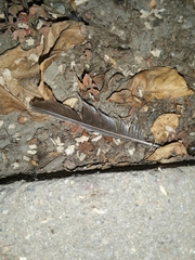 Streptopelia decaocto